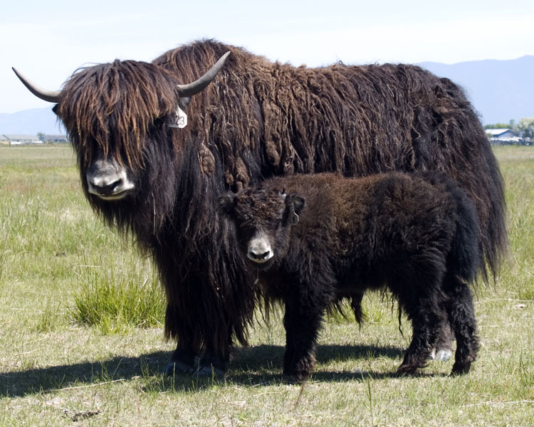 Yak