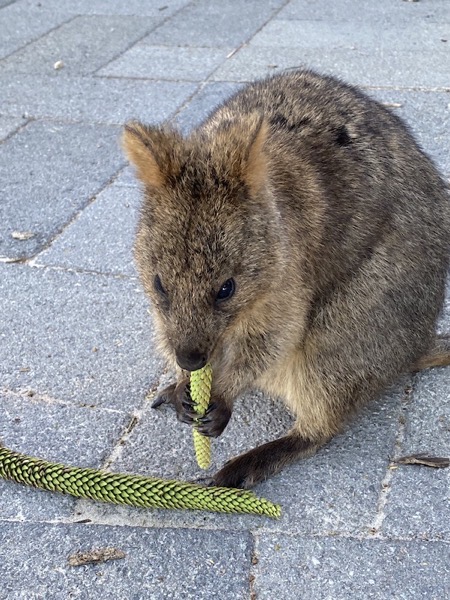 Quokka1