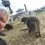 Quokka Selfies